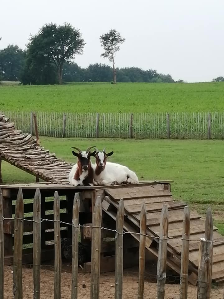 Dierenweide Foto02